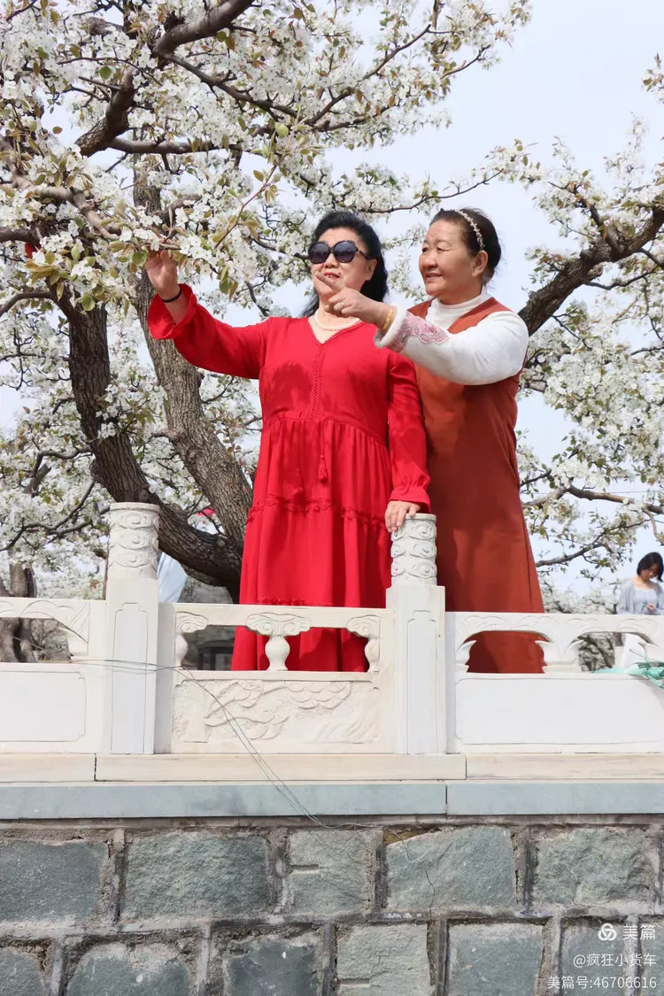 2025年4月7日正明山梨花